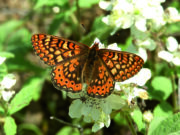 La població de papallona brocat variable s’ha reduït una cinquena part al Montseny en aquest segle
