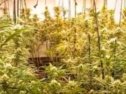 Operació antidroga a tocar de Cerdanyola: desmantellen dues plantacions de marihuana a Sabadell i Barberà amb 420 plantes