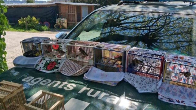 Dues persones denunciades al Vallès Occidental per possessió d'ocells fringíl·lids sense acreditar la legalitat