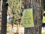 Cerdanyola intensifica les mesures per controlar la processionària del pi a les zones públiques