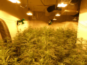 Desmantellada una plantació amb més de 370 plantes de marihuana a Cerdanyola del Vallès