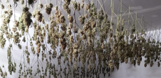 Marihuana trobada a l'interior del local. Cedida a l'ACN pels Mossos d'Esquadra / ACN